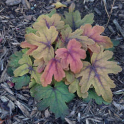 Location: home garden VA
Date: 2014-10-29
fall color - less vivid
