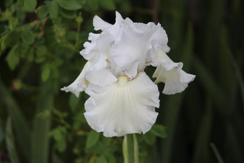 Photo of Tall Bearded Iris (Iris 'Pray for Peace') uploaded by ozkoala33