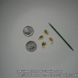 Location: Calgary home
Date: 2014-10-15 
Glaucidium palmatum seeds