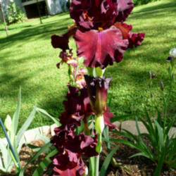 Location: Durham, NC
Date: May, 2013
Very large blooms, deep red color
