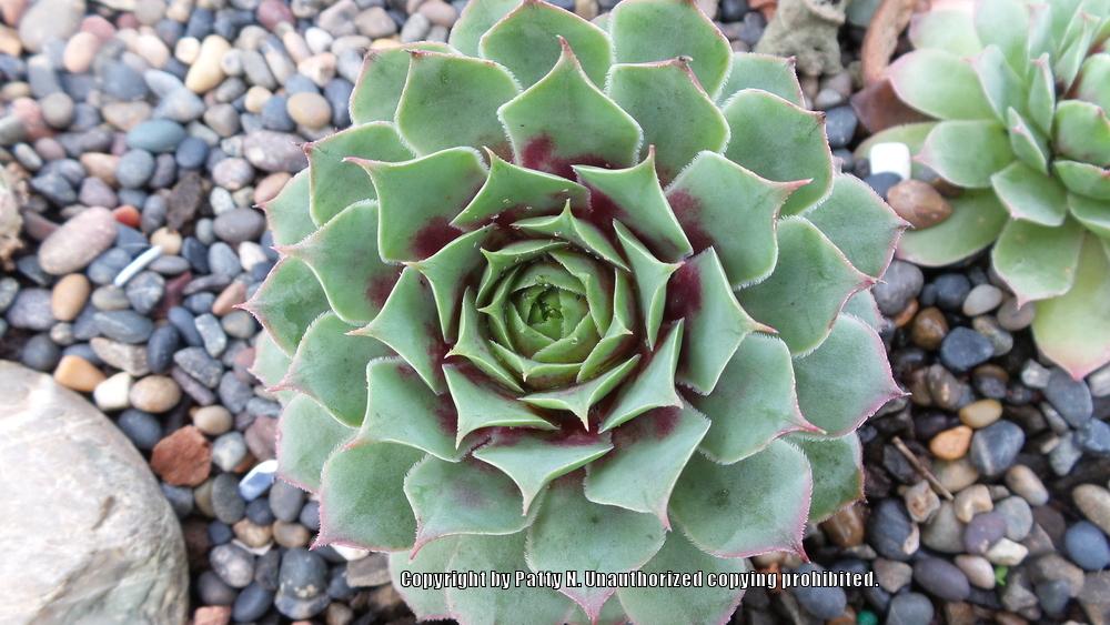Photo of Hen and Chicks (Sempervivum 'Jungle Fires') uploaded by Patty