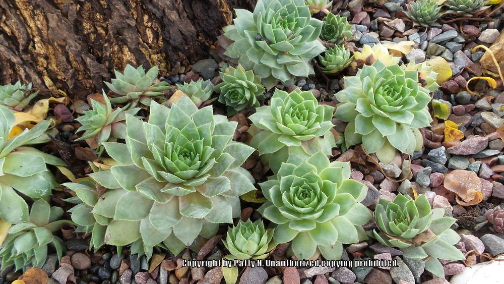 Photo of Hen and Chicks (Sempervivum 'Fat Jack') uploaded by Patty