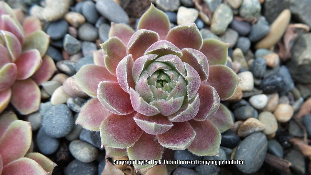 Photo of Hen and Chicks (Sempervivum 'Pacific Magic Night') uploaded by Patty