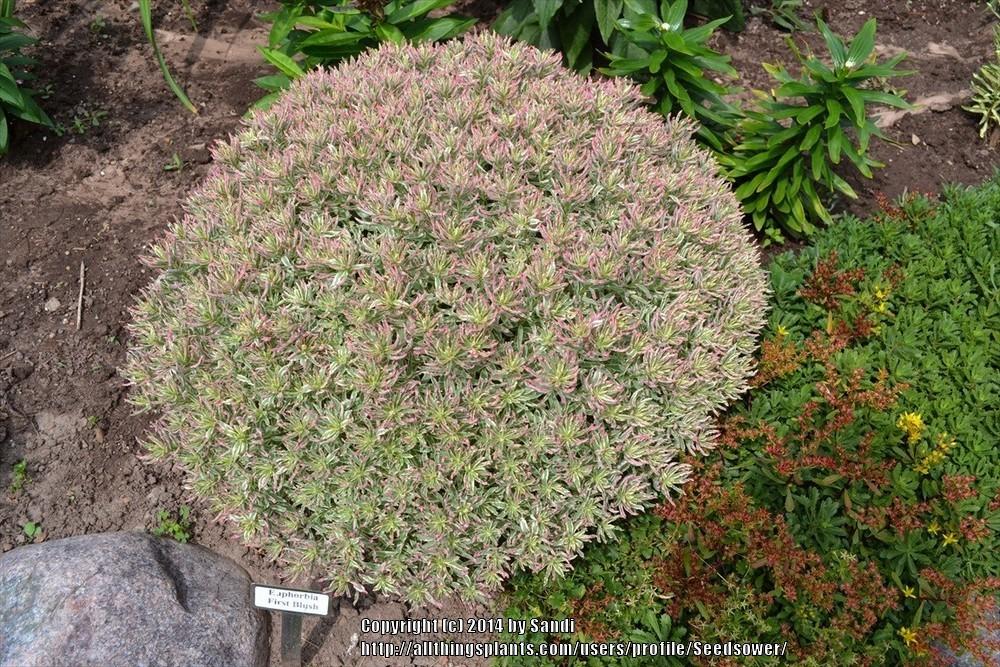 Photo of Cushion Spurge (Euphorbia epithymoides 'First Blush') uploaded by Seedsower