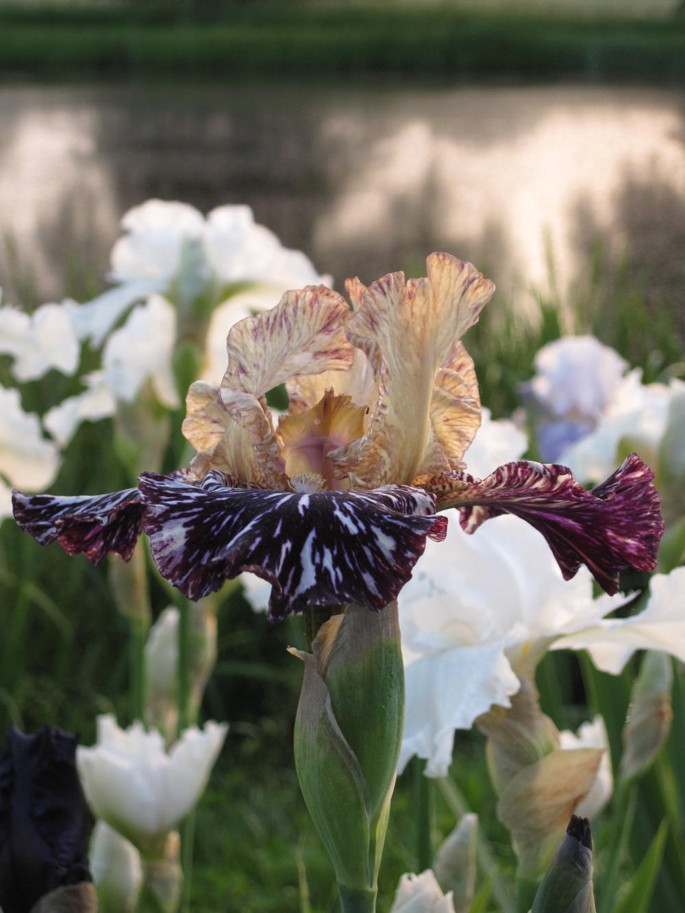 Photo of Tall Bearded Iris (Iris 'Gnus Flash') uploaded by barashka