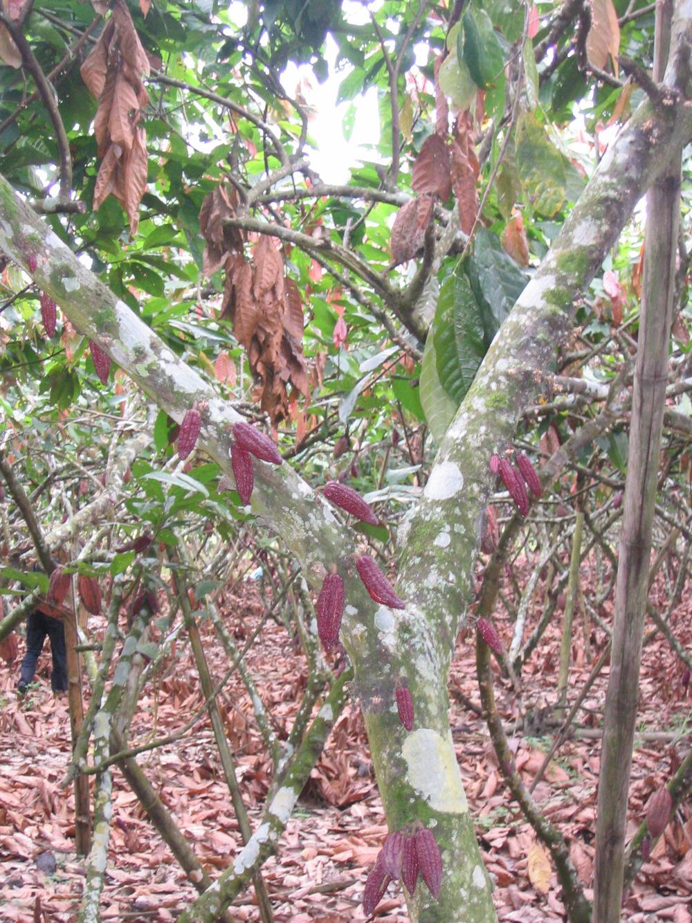 Photo of Cocoa Tree (Theobroma cacao) uploaded by admin