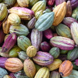 Location: Assorted cacao fruits at Ambanja, Madagascar
Date: 2009-10-29
Photo courtesy of:Philstone