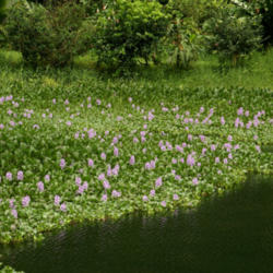 Location: Water Hyacinth close to Volcano Arenal, Costa Rica
Date: 2010-05-11
Photo courtesy of:Hans Hillewaert