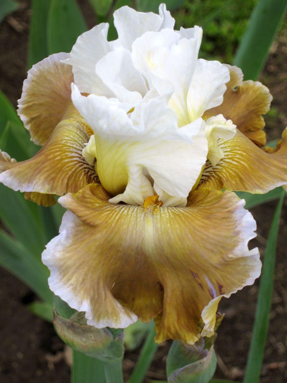 Photo of Tall Bearded Iris (Iris 'Going Green') uploaded by barashka