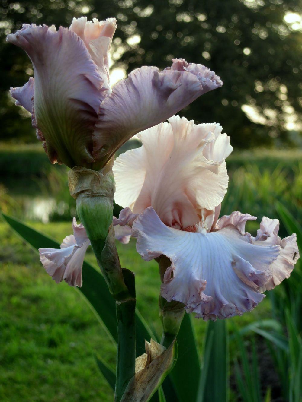 Photo of Tall Bearded Iris (Iris 'Cameo Minx') uploaded by barashka