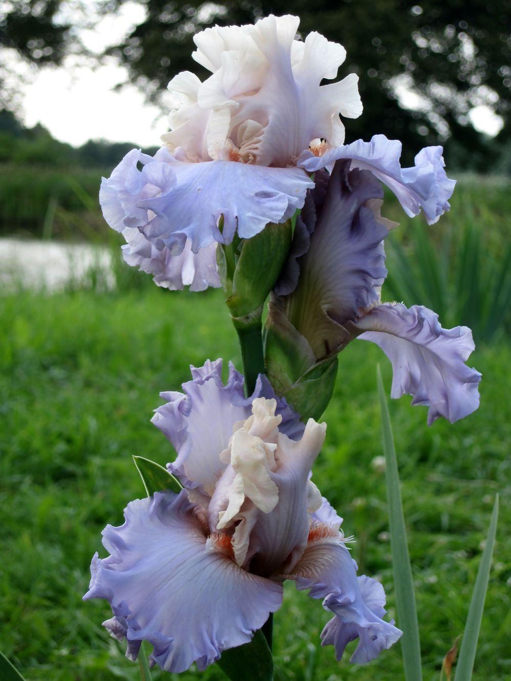 Photo of Tall Bearded Iris (Iris 'Platinum Class') uploaded by barashka