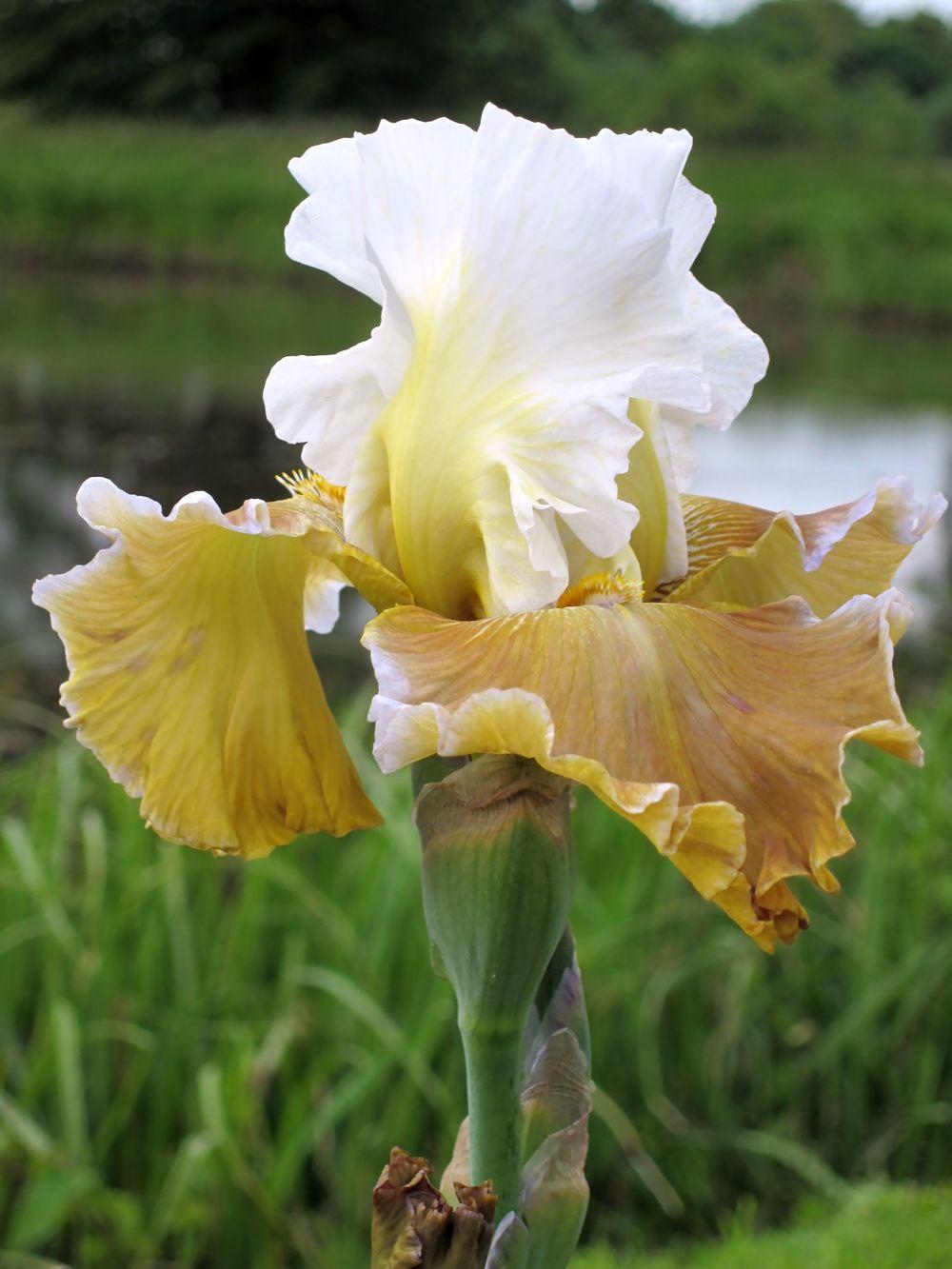 Photo of Tall Bearded Iris (Iris 'Going Green') uploaded by barashka
