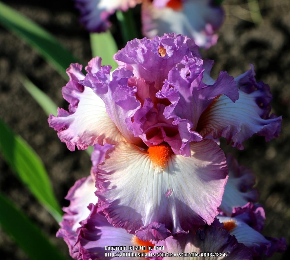 Photo of Tall Bearded Iris (Iris 'Enough Is Enough') uploaded by ARUBA1334