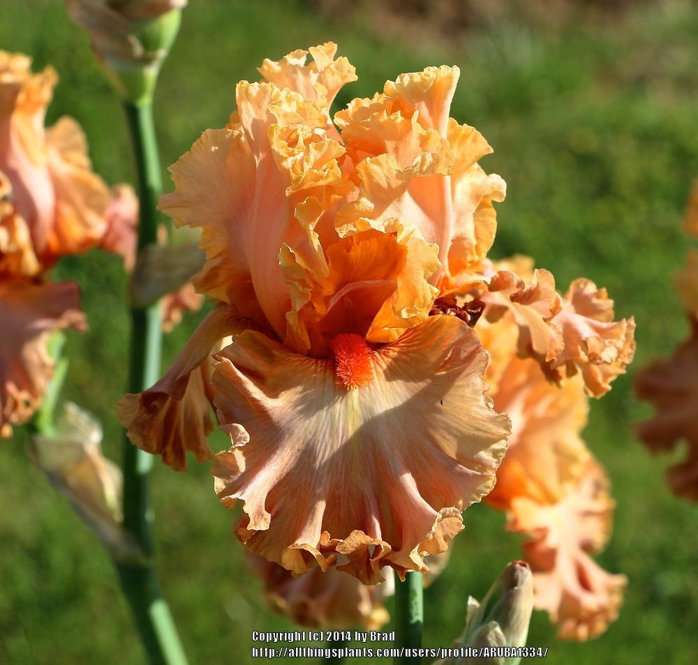 Photo of Tall Bearded Iris (Iris 'Totally Tropical') uploaded by ARUBA1334