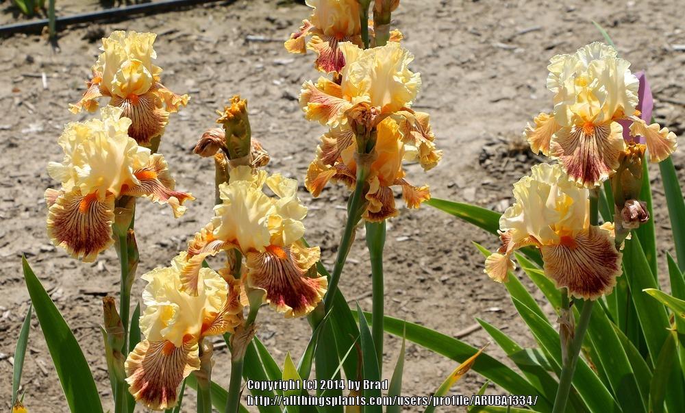 Photo of Tall Bearded Iris (Iris 'Girl Gone Wild') uploaded by ARUBA1334