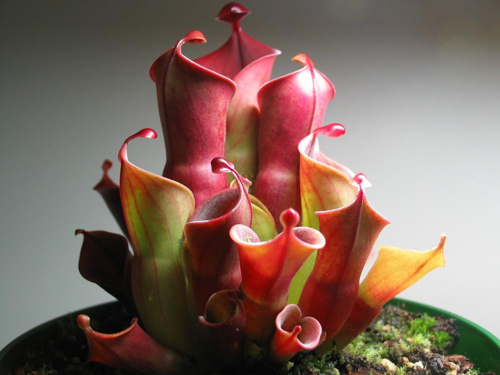 Photo of Sun Pitcher (Heliamphora minor) uploaded by Maiden