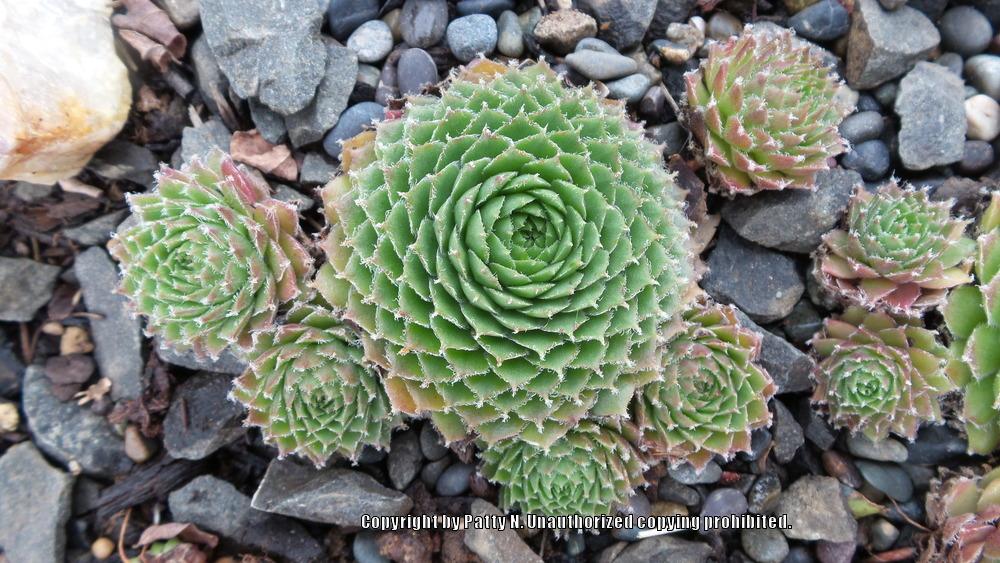 Photo of Hen and Chicks (Sempervivum 'Pilioseum') uploaded by Patty