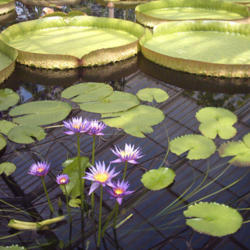 Location: Kew Gardens (London, England): Wasserlilien-Haus
Photo courtesy of:Peter Bubenik