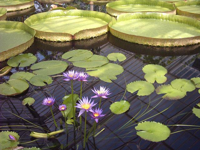 Photo of Blue Lotus of the Nile Lily (Nymphaea nouchali var. caerulea) uploaded by admin