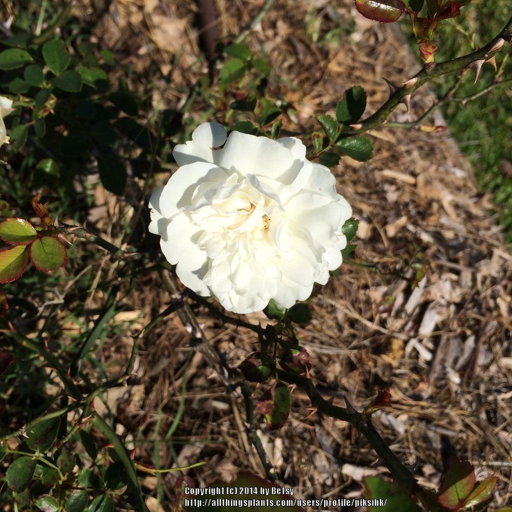 Photo of Rose (Rosa 'Sea Foam') uploaded by piksihk