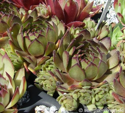 Photo of Hen and Chick (Sempervivum 'Isaac Dyson') uploaded by valleylynn