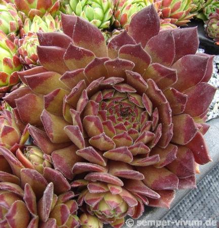 Photo of Hen and Chick (Sempervivum 'Isaac Dyson') uploaded by valleylynn