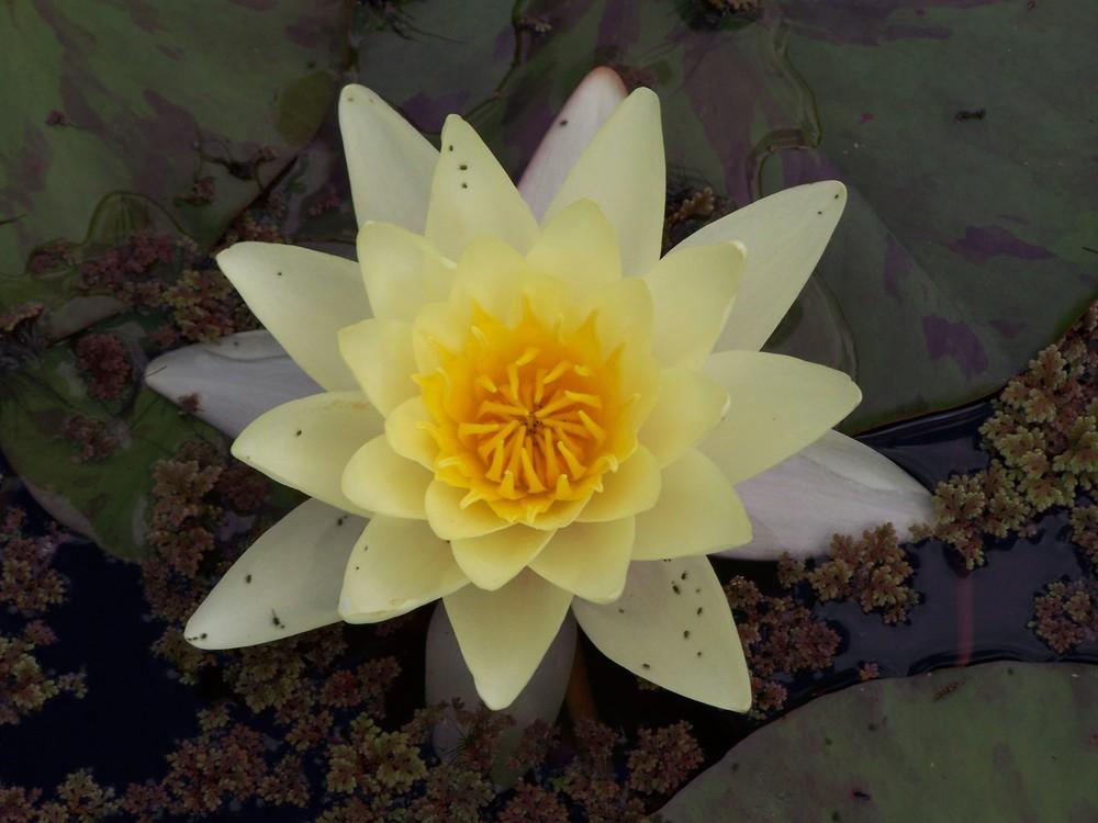 Photo of Hardy Water Lily (Nymphaea 'Marliacea Chromatella') uploaded by admin