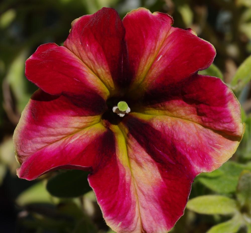 Photo of Petunia Crazytunia® Mandeville uploaded by dirtdorphins