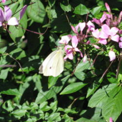 Location: MOBOT -   St Louis
Date: 2009-09-28
w/ Cabbage White BF