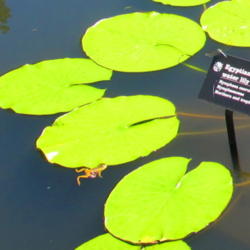 Location: MOBOT -   St Louis
Date: 2011-08-09
note frog and dragonfly