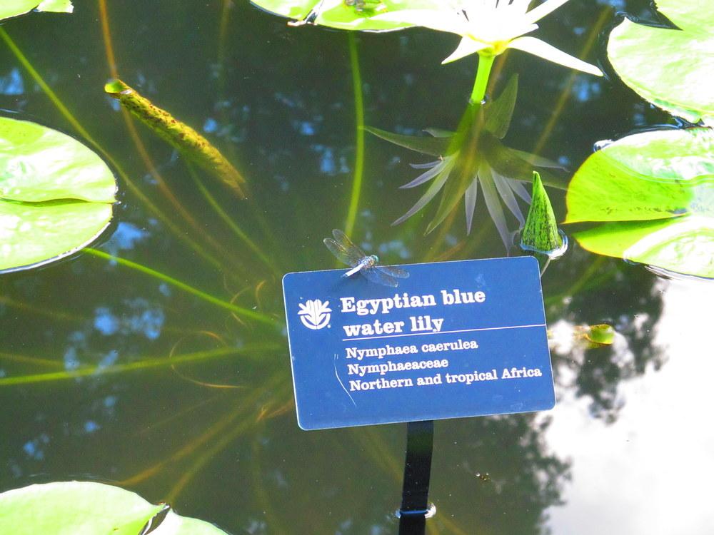 Photo of Blue Lotus of the Nile Lily (Nymphaea nouchali var. caerulea) uploaded by jmorth