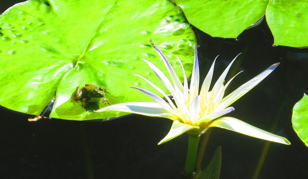 Photo of Blue Lotus of the Nile Lily (Nymphaea nouchali var. caerulea) uploaded by jmorth