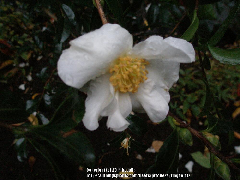 Photo of Camellias (Camellia) uploaded by springcolor