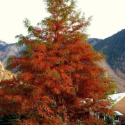 Location: My Garden, Utah
Date: 2014-11-04
Fall color