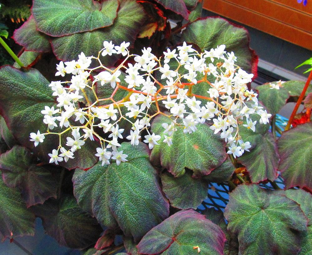 Photo of Begonias (Begonia) uploaded by jmorth