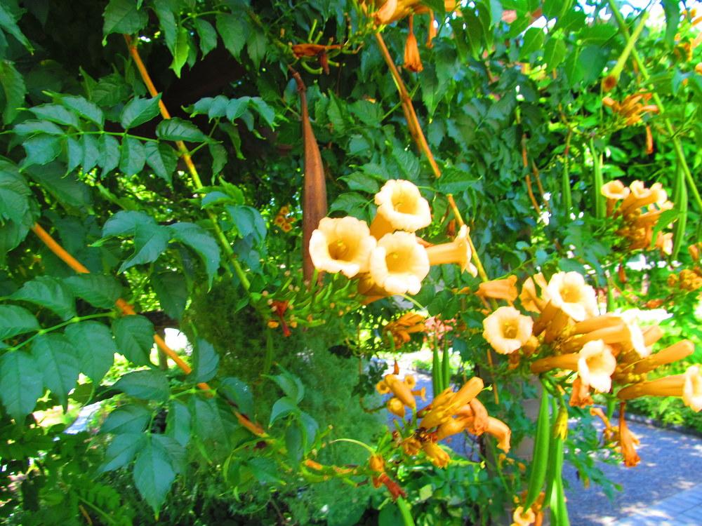 Photo of Yellow Trumpet Vine (Campsis radicans 'Flava') uploaded by jmorth