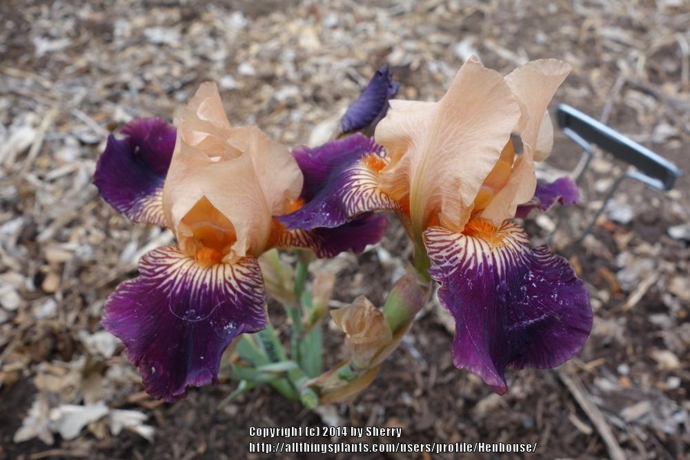 Photo of Miniature Tall Bearded Iris (Iris 'Foxy Ferret') uploaded by Henhouse