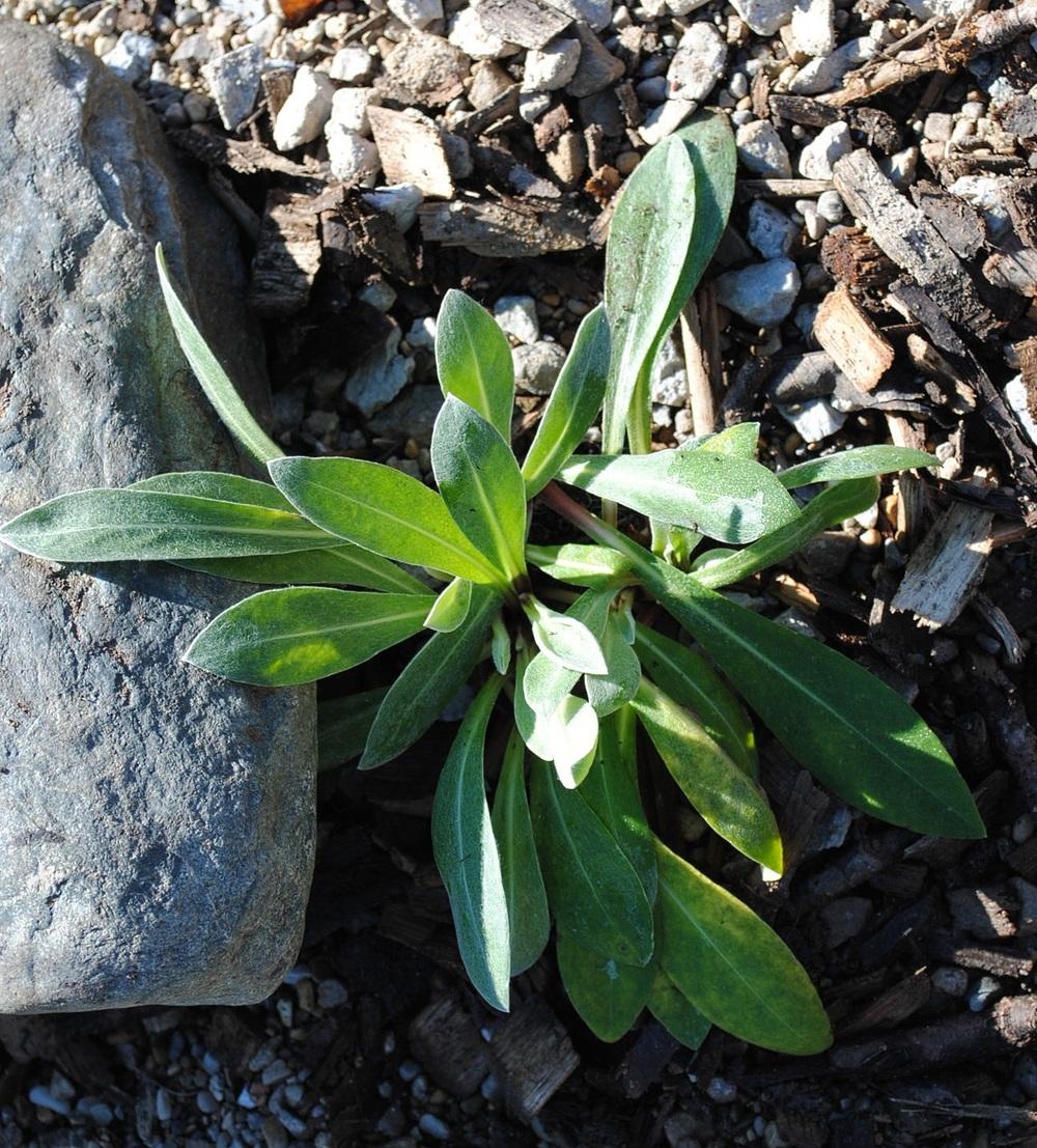 Photo of Mountain Bluet (Centaurea montana 'Amethyst in Snow') uploaded by chelle