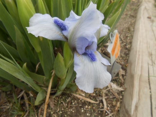 Photo of Standard Dwarf Bearded Iris (Iris 'Forever Blue') uploaded by crowrita1