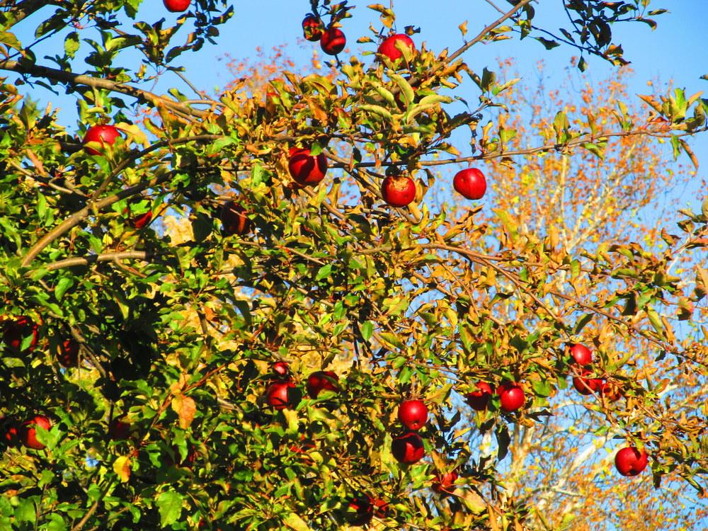 Photo of Apples (Malus) uploaded by jmorth