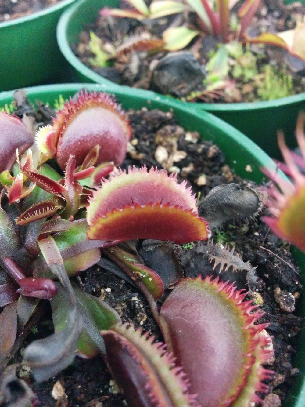 Photo of Venus Flytrap (Dionaea muscipula 'Sawtooth') uploaded by Maiden