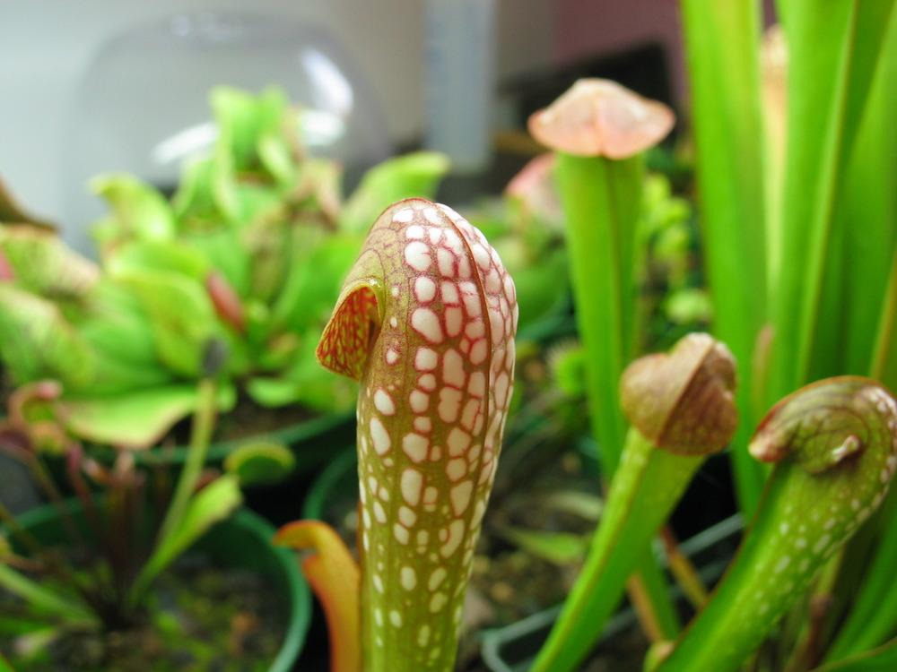 Photo of Hooded Pitcher Plant (Sarracenia minor) uploaded by Maiden