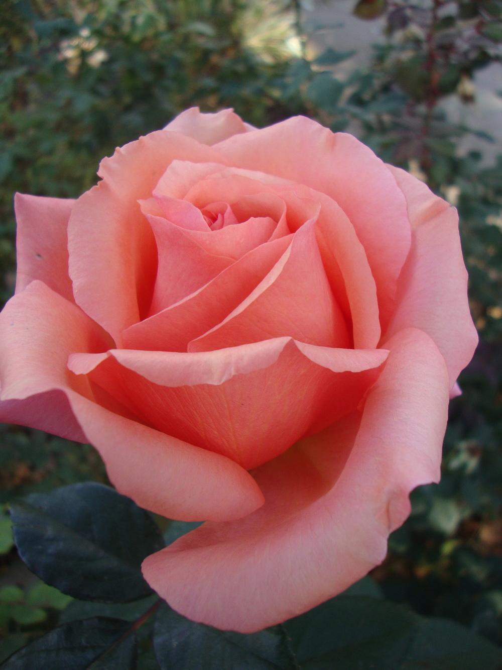 Photo of Rose (Rosa 'Sunset Celebration') uploaded by Paul2032