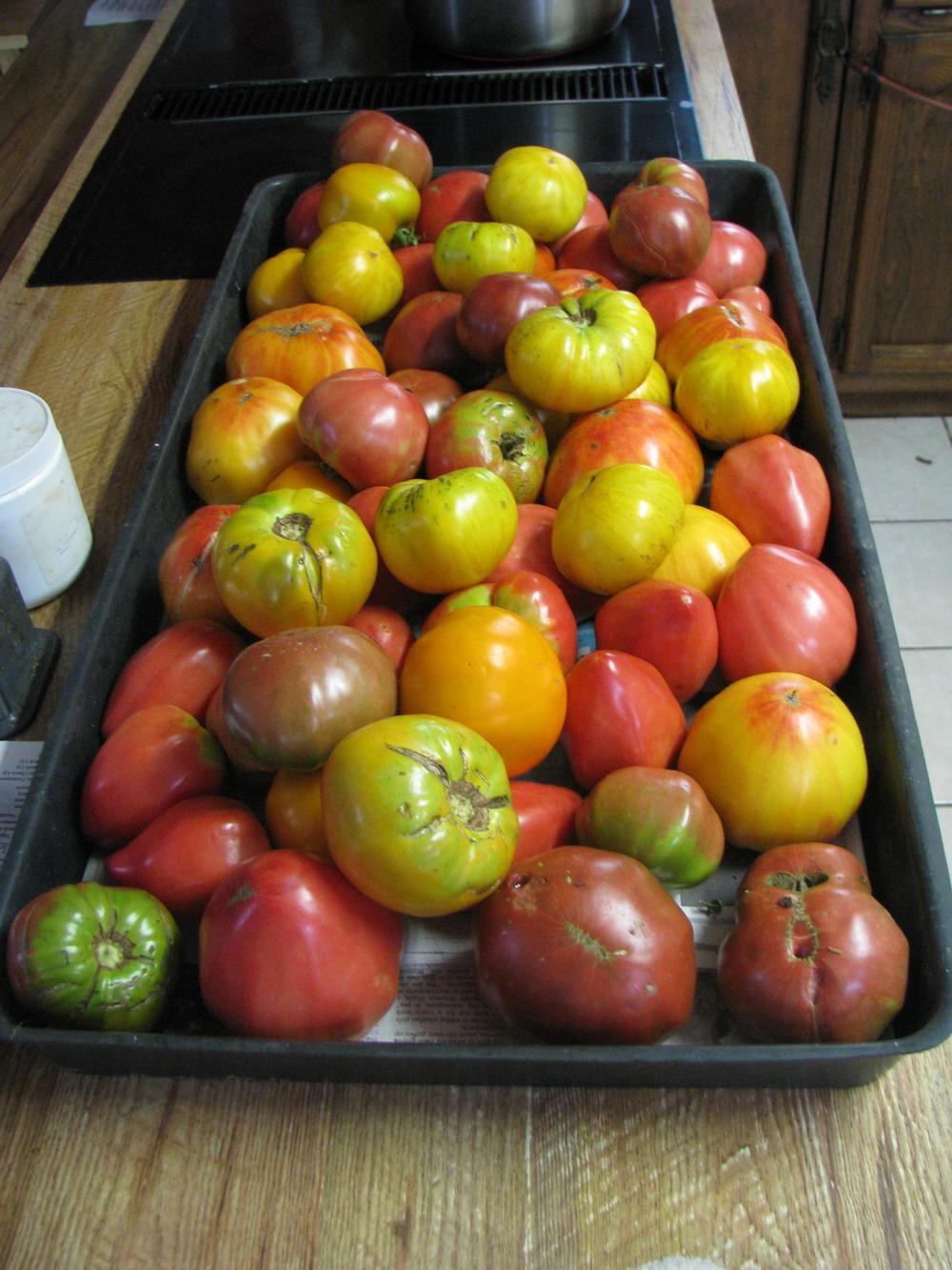 Photo of Tomatoes (Solanum lycopersicum) uploaded by pestee45