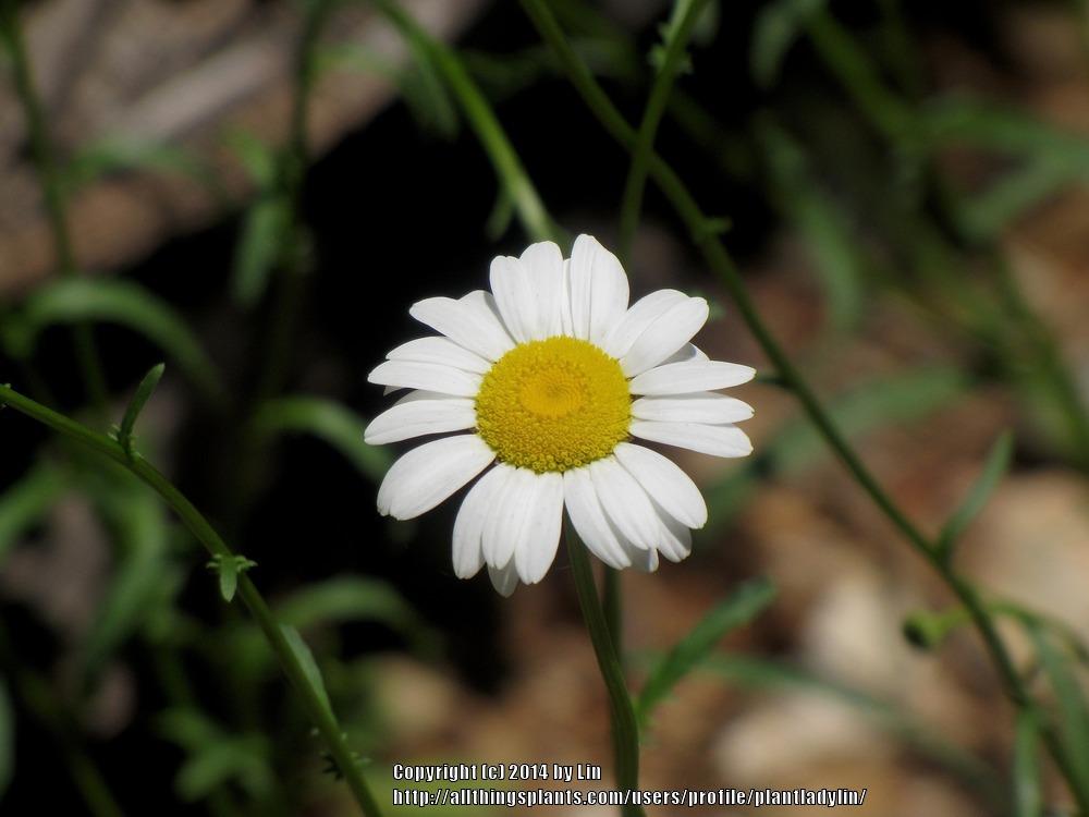 Photo of Oxeye Daisy (Leucanthemum vulgare) uploaded by plantladylin