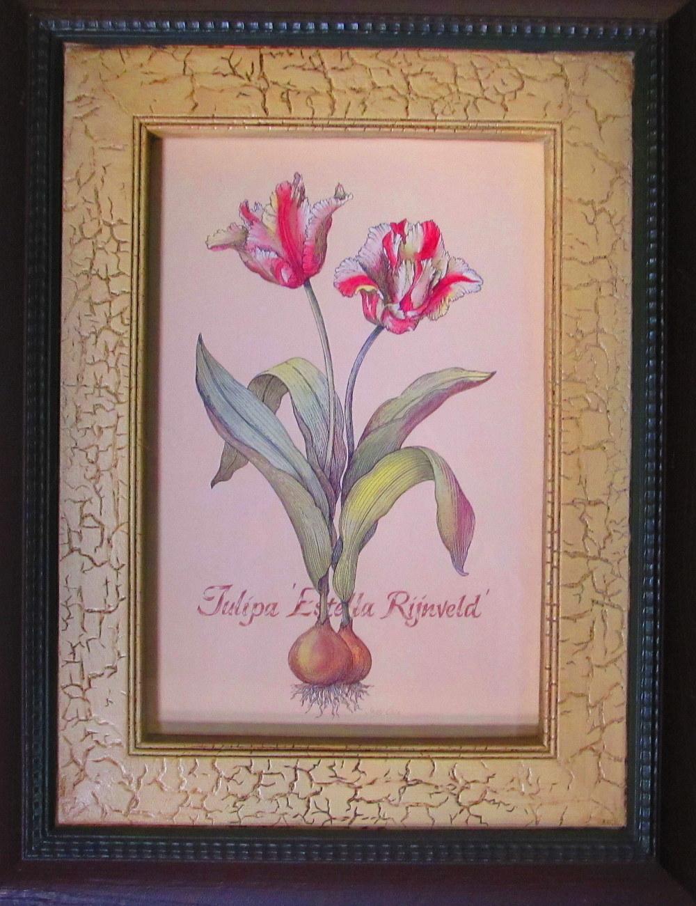 Photo of Tulips (Tulipa) uploaded by jmorth