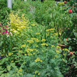 Location: My garden in N E Pa. 
Date: 2012-05-29