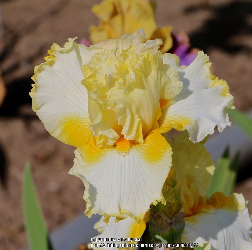 Photo of Tall Bearded Iris (Iris 'Melody of Spring') uploaded by ARUBA1334