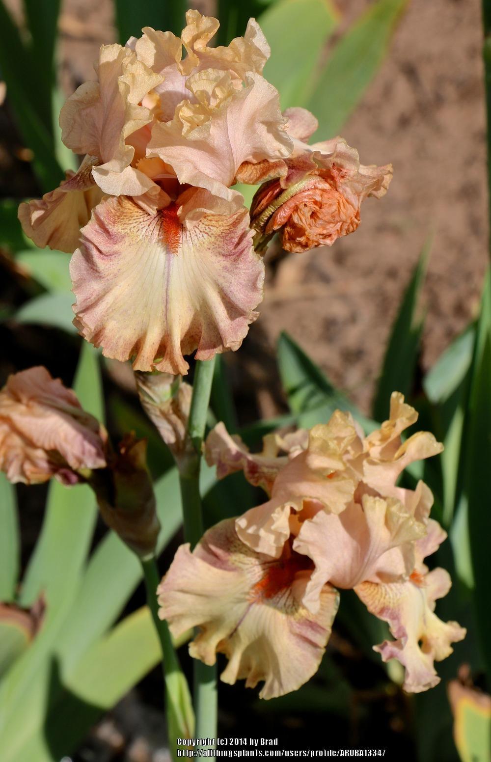 Photo of Tall Bearded Iris (Iris 'Pinch of Nutmeg') uploaded by ARUBA1334