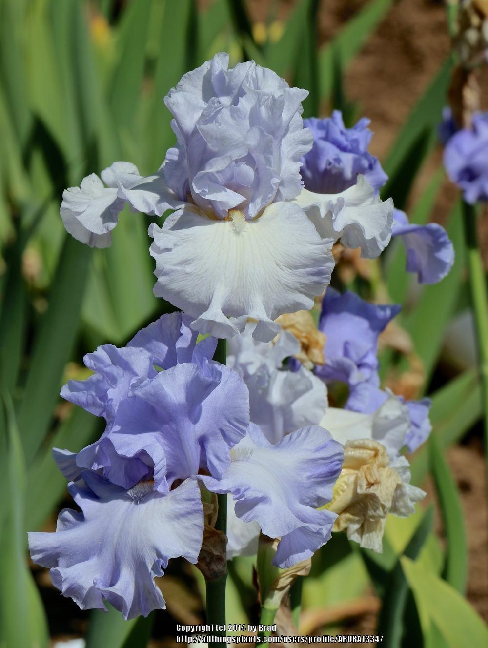 Photo of Tall Bearded Iris (Iris 'Water Waltz') uploaded by ARUBA1334